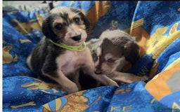 Saluki dogs for sale: KC registered saluki puppies (American bloodlines) - Image 3