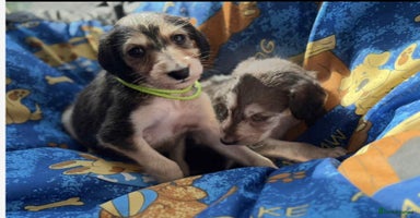 Saluki dogs - Advert 1