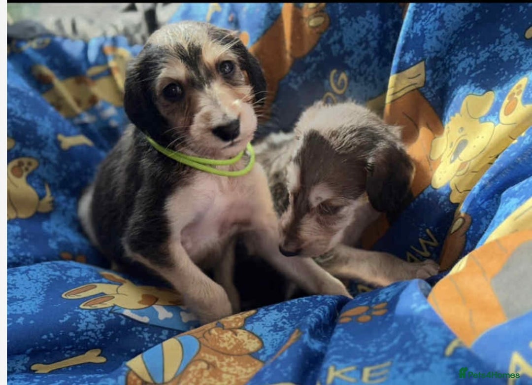 Saluki dogs for sale: KC registered saluki puppies (American bloodlines) - Image 3