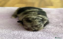 Pomeranian dogs for sale: BEAUTIFUL POMERANIAN PUPPIES  - Image 2