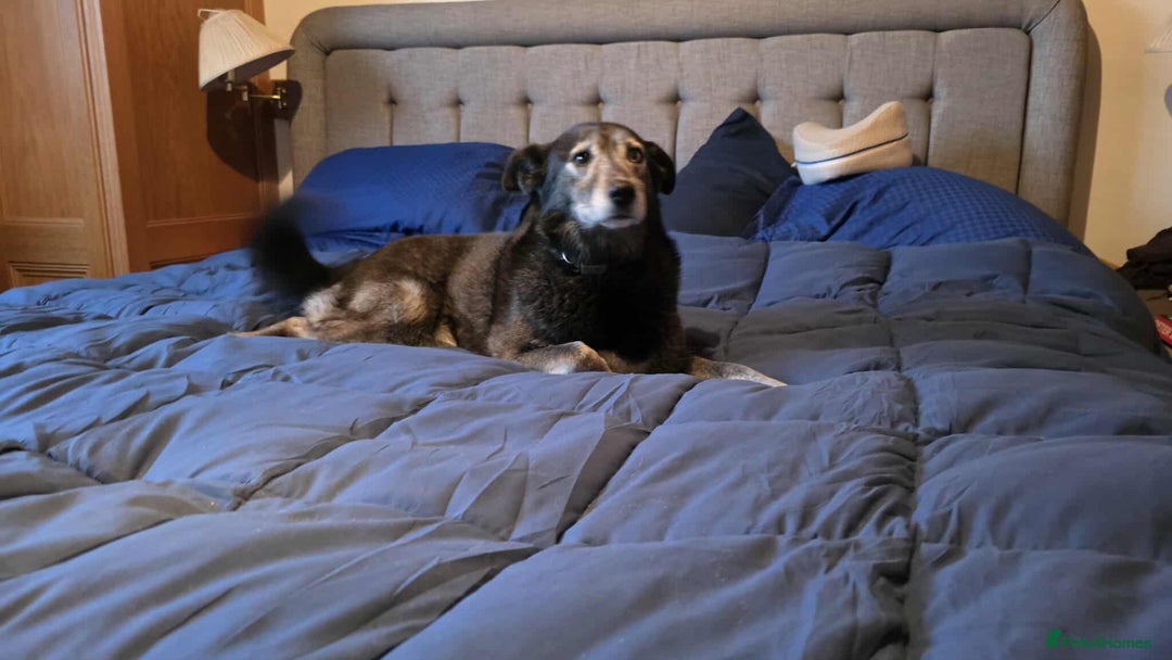 Mixed Breed dogs for adoption: WILLOW - EXPERIENCE REQUIRED  - Advert 13