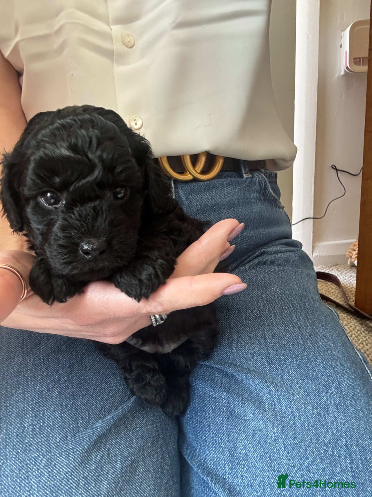 Toy Poodle dogs KC Registered Toy Puppies – Only 2 Boys Available - Advert 1