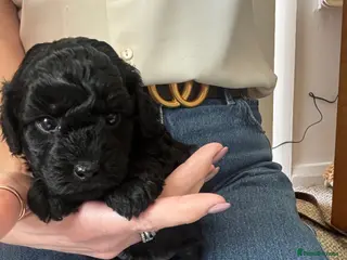 Toy Poodle dogs for sale: KC Reg Toy Pups – Only 2 Boys now Available - Advert 1