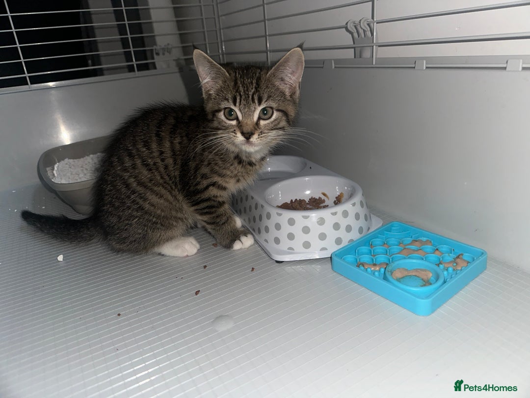 Maine Coon cats for sale: Maine coon x Ragdoll  - Image 8