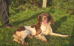 English Springer Spaniel dogs for sale: KC Health Tested Pups ready Nov 25 - Image 9