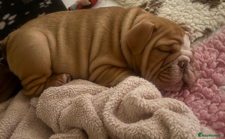 English Bulldog dogs - Advert 8