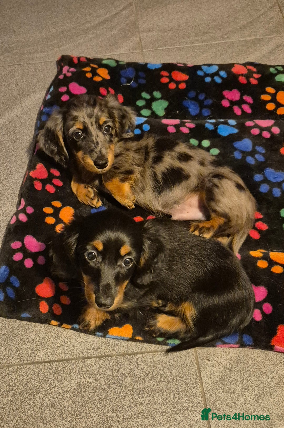 Miniature Dachshund dogs for sale: ⚜️KC PRA clear Miniature Dachshund Puppies  - Image 16