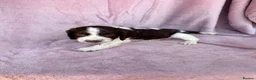 English Springer Spaniel dogs for sale: Millie and her beautiful Babies  in Yeovil - Advert 5