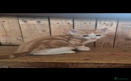 Domestic Shorthair cats for sale: Beautiful family raised kittens  - Image 13