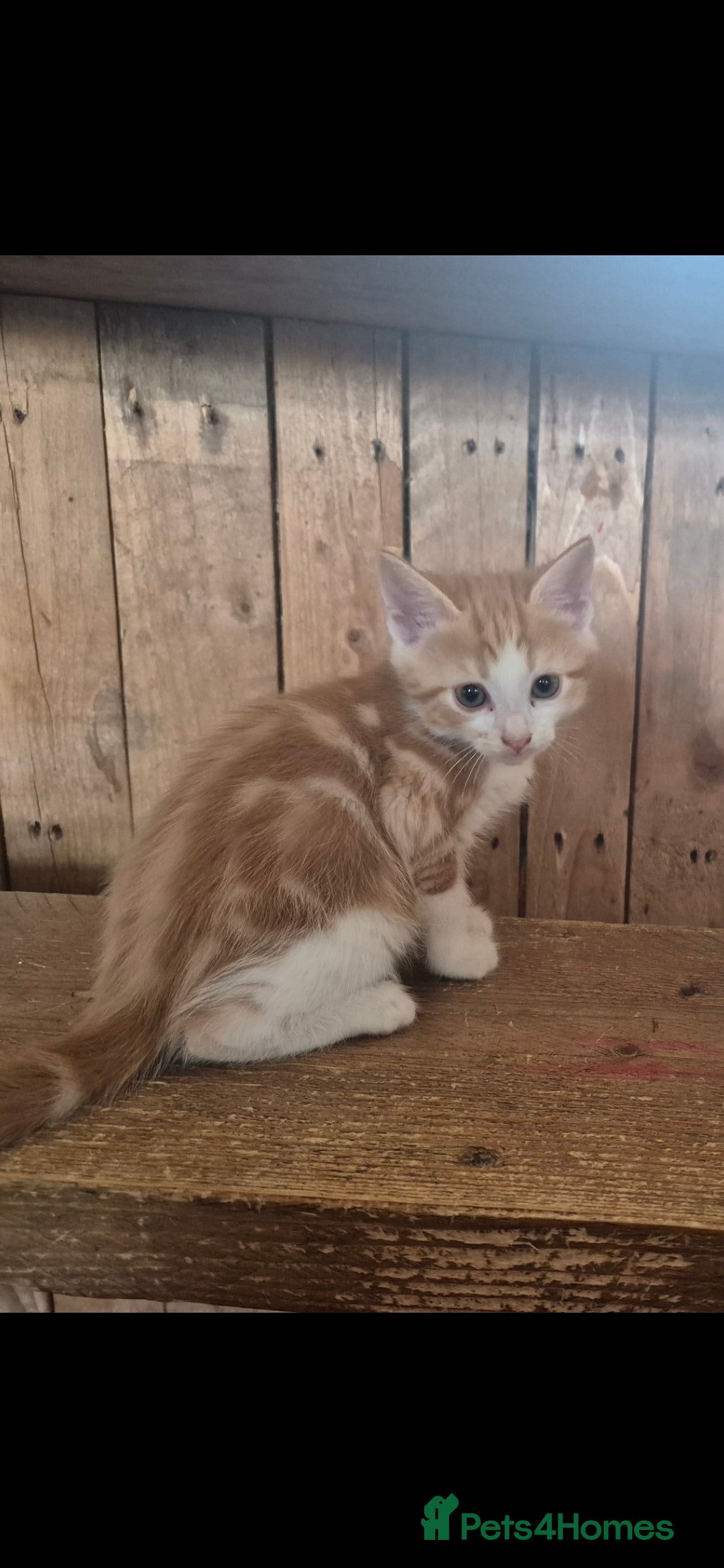 Domestic Shorthair cats for sale: Beautiful family raised kittens  - Image 13
