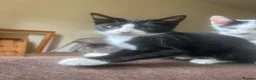 American Shorthair cats for sale: 6 lovely kittens, playful and cuddly  - Advert 6