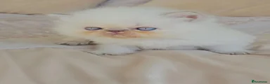 Lilac Point Boy 
