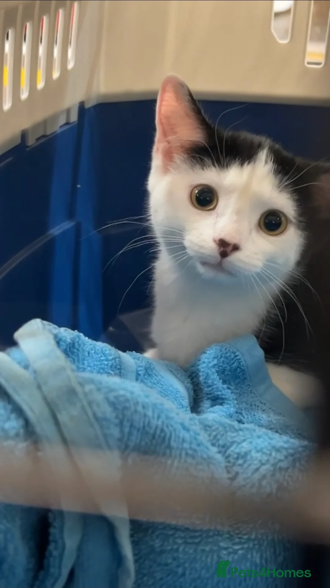 Mixed Breed cats for sale: The sweetest kitten girl you will ever meet!!! - Advert 2