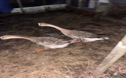 Geese poultry for sale: CHINESE GEESE PAIR  - Image 2