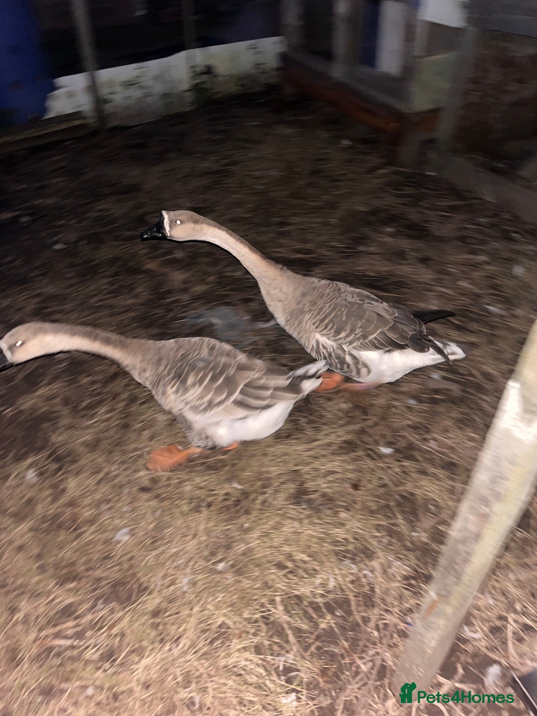 Geese poultry for sale: CHINESE GEESE PAIR  - Image 2
