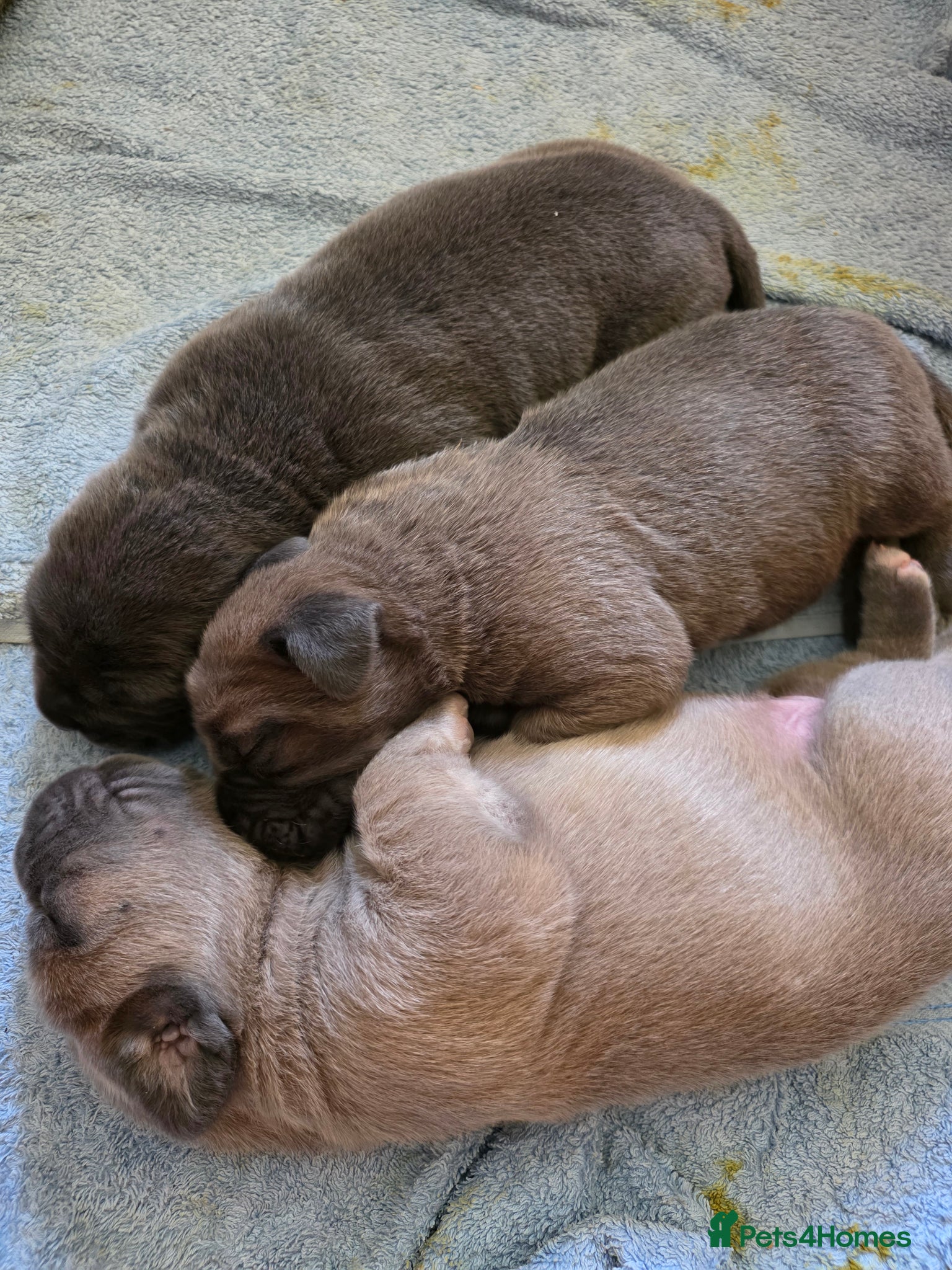 Cane Corso dogs Pure bred Cane Corsos championship pedigree - Advert 5