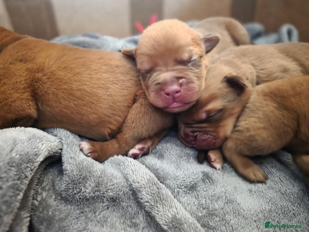 Dogue De Bordeaux dogs for sale: Gorgeous full ddb puppies in Telford - Advert 1