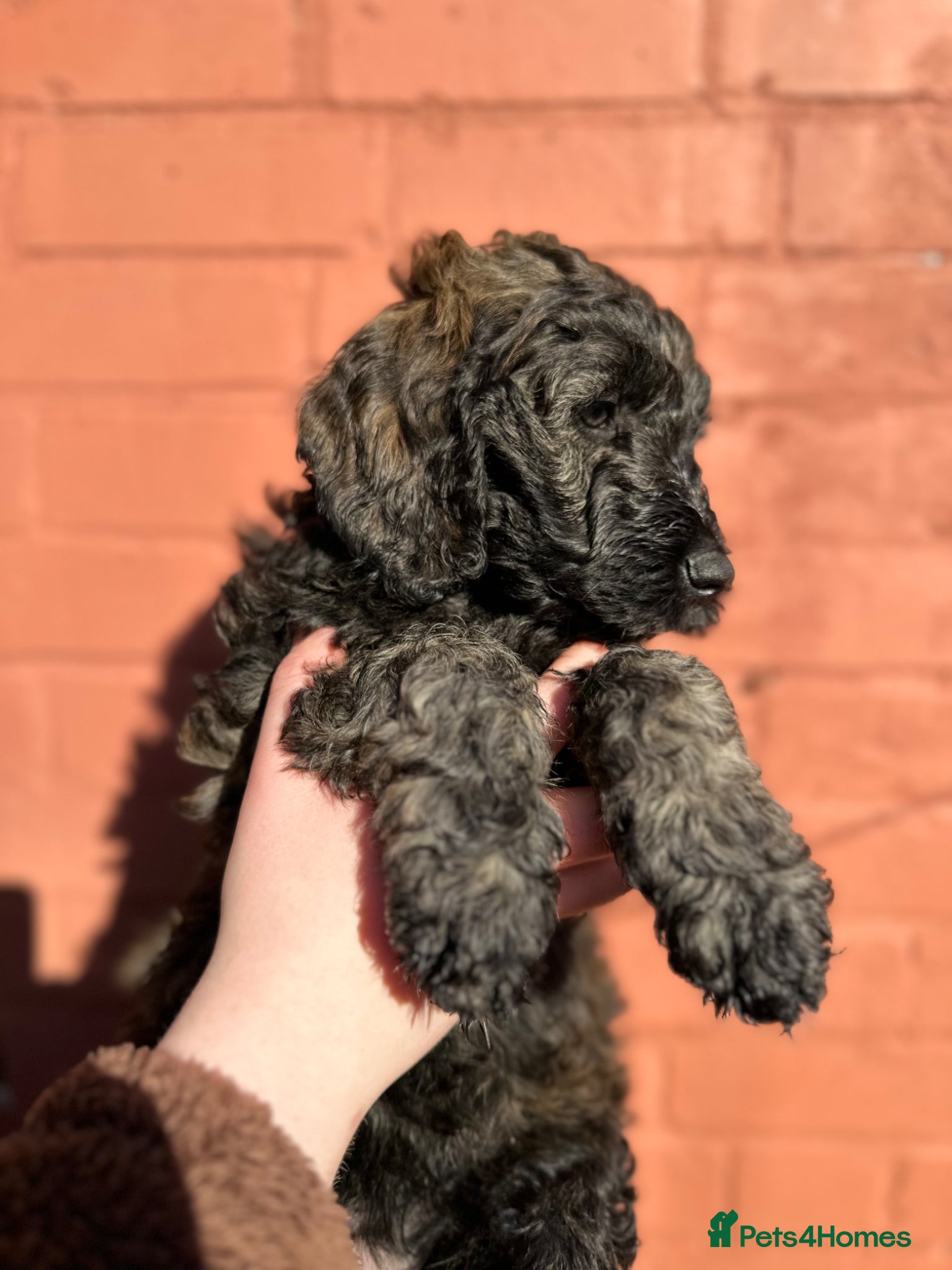 Goldendoodle dogs Goldendoodle pups health tested parents  - Advert 15