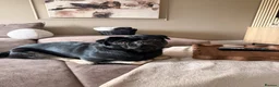 Pug dogs for stud: Male PUG for STUD in Grimsby - Advert 3