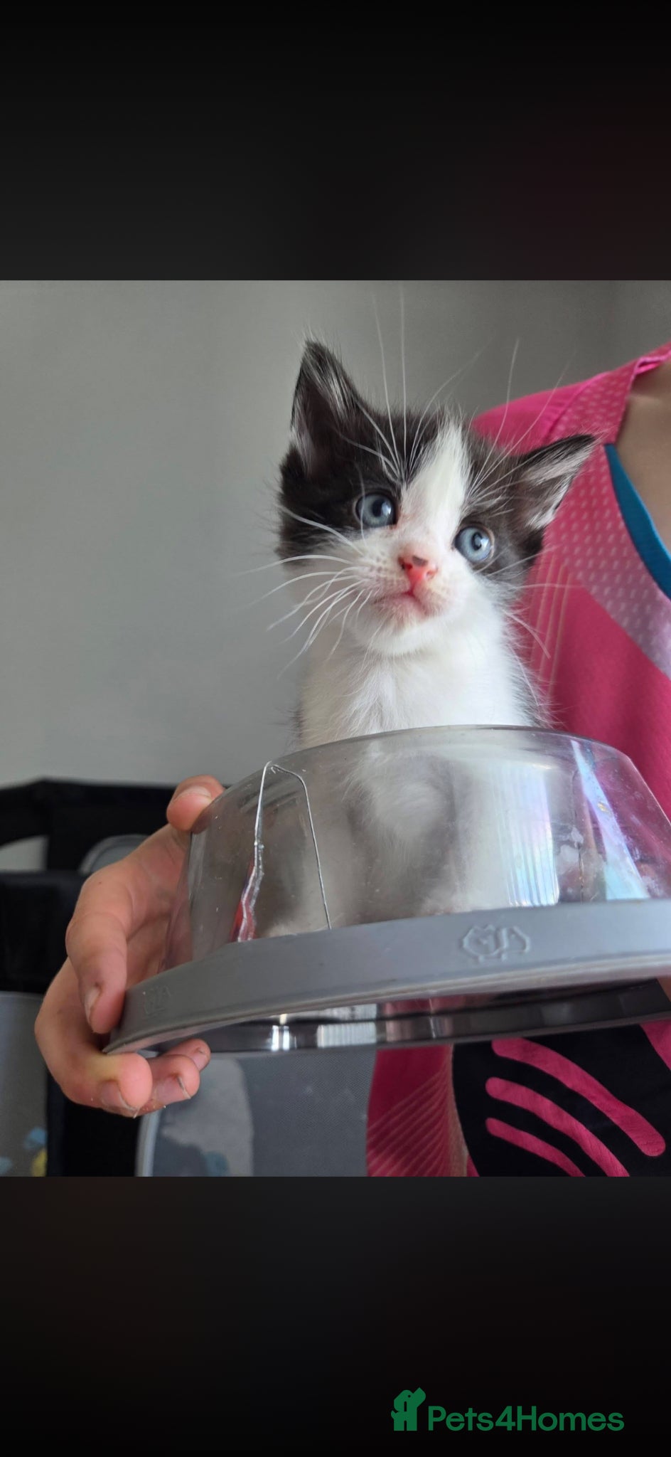 Domestic Shorthair cats 2 male kittens  - Advert 14