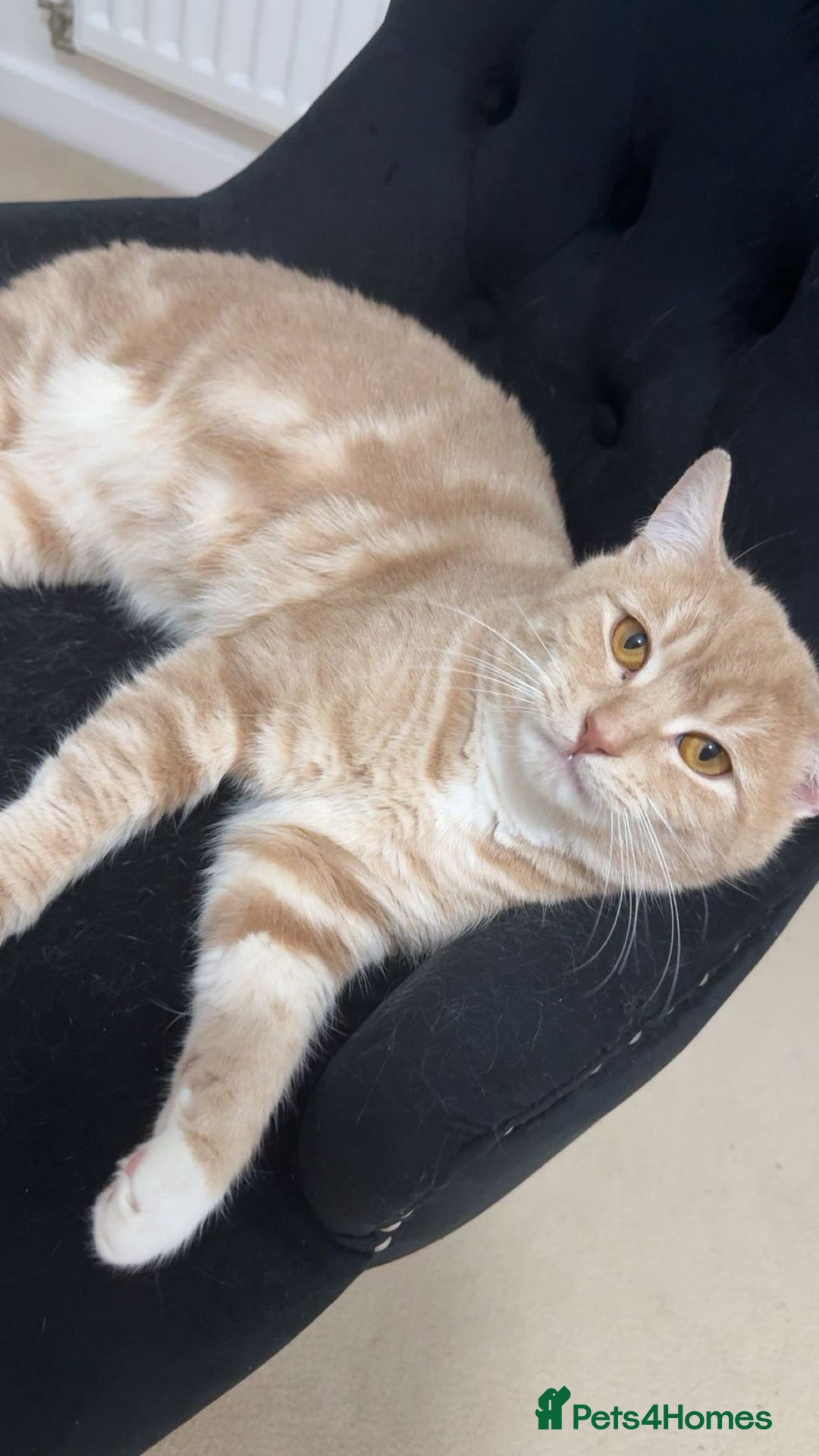 British Shorthair cats for sale: Buff Male British Shorthair 12 Months old  - Advert 3