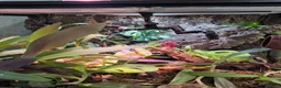 Gecko reptiles for sale: Mourning geckos and enclosure  - Advert 10