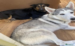 Mixed Breed dogs for sale: New Zealand Huntaway x Siberian Husky - Image 7