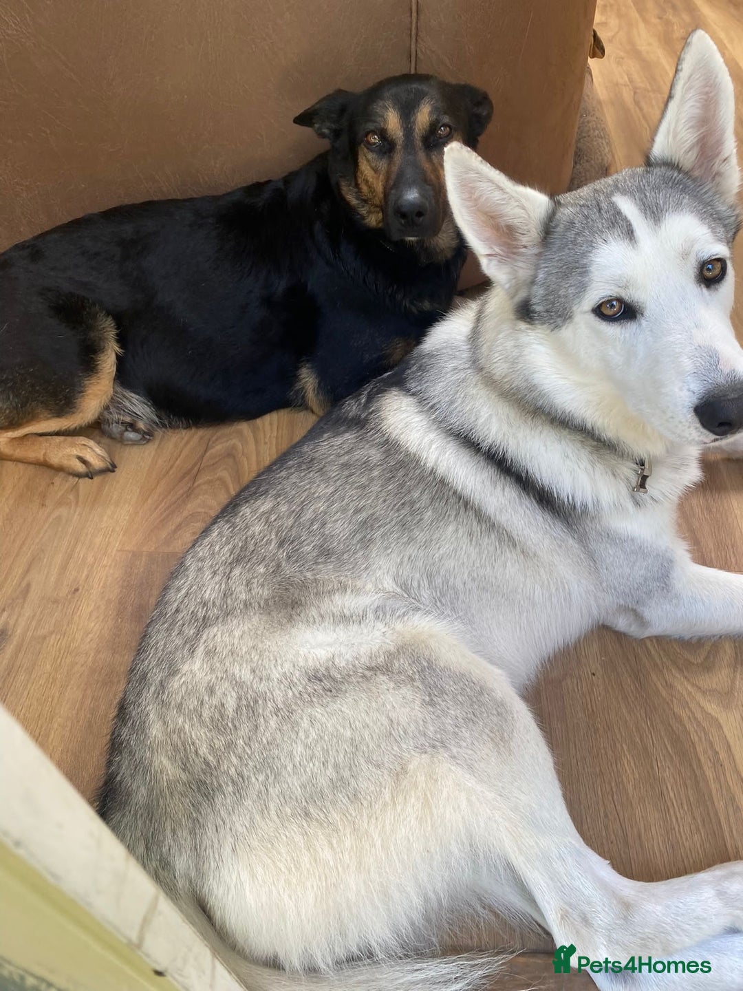 Mixed Breed dogs for sale: New Zealand Huntaway x Siberian Husky - Image 7