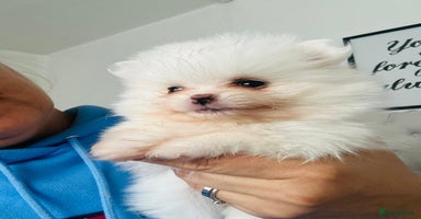 Pomeranian dogs - Advert 2