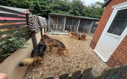 German Shepherd dogs for sale: Kc reg health tested intact Big Isabella GSD  - Advert 6