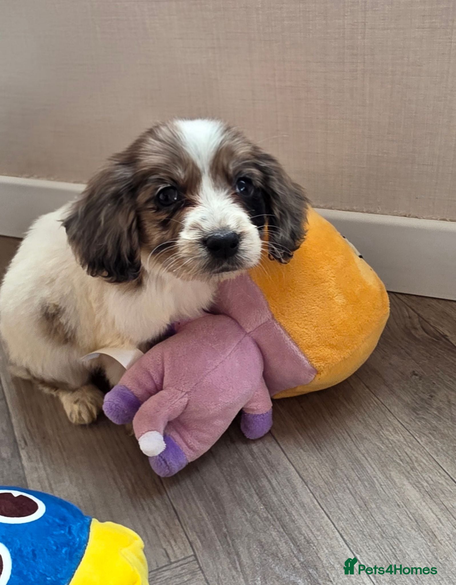 Cocker Spaniel dogs Working cocker spaniel onlt 1 left - Advert 1