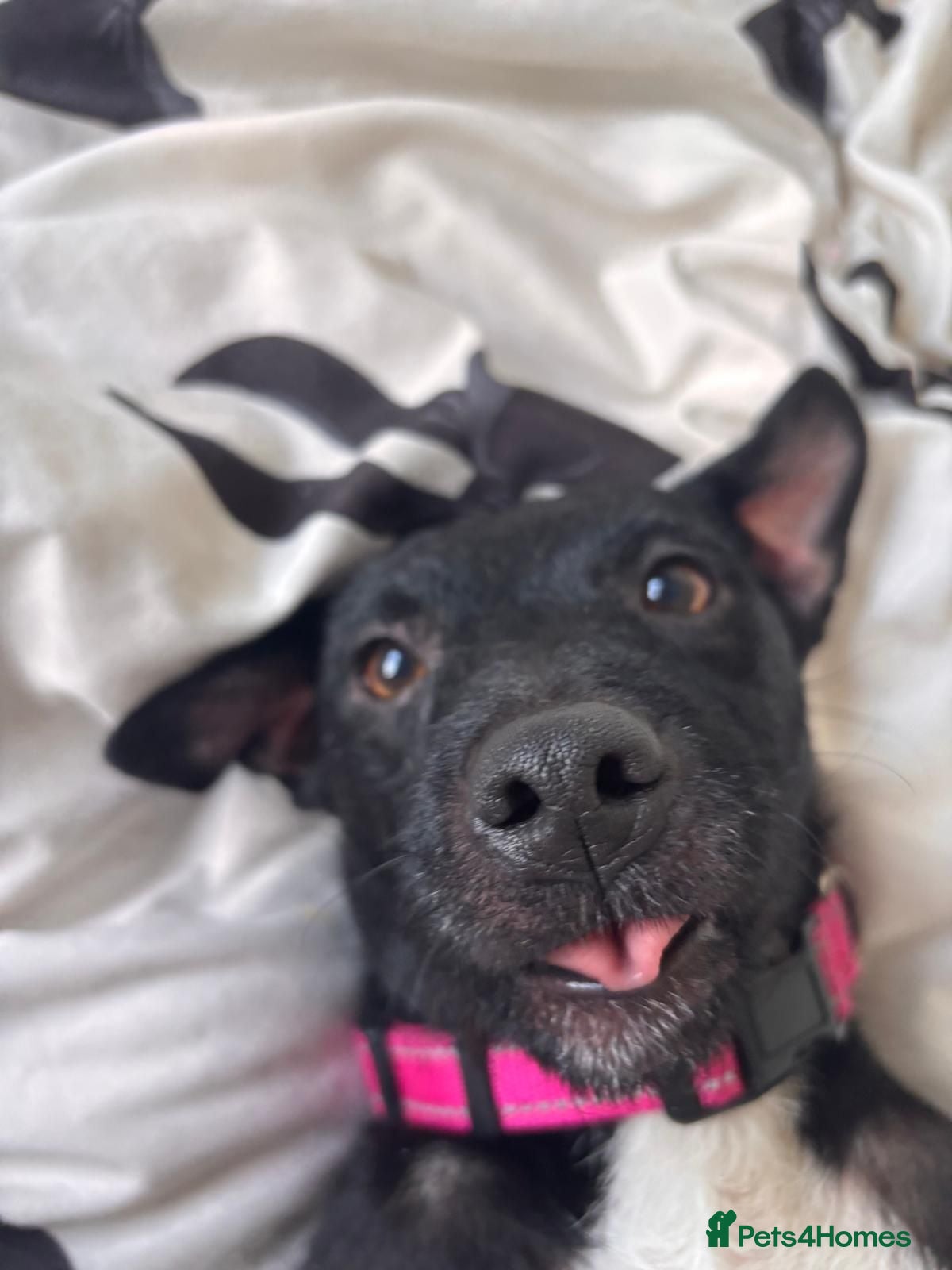 Patterdale Terrier dogs 3 Year Old Patterdale Terrier - Advert 1
