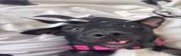Patterdale Terrier dogs for sale: 3 Year Old Patterdale Terrier in Widnes - Advert 1