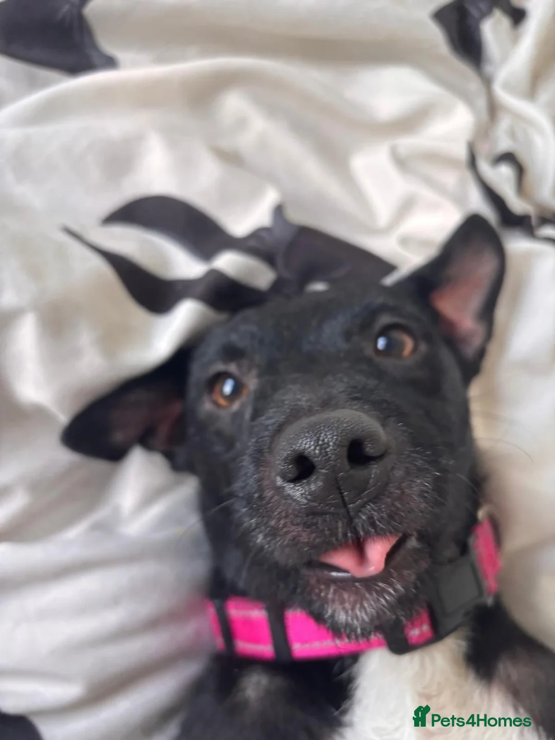 Patterdale Terrier dogs for sale: 3 Year Old Patterdale Terrier in Widnes - Advert 1
