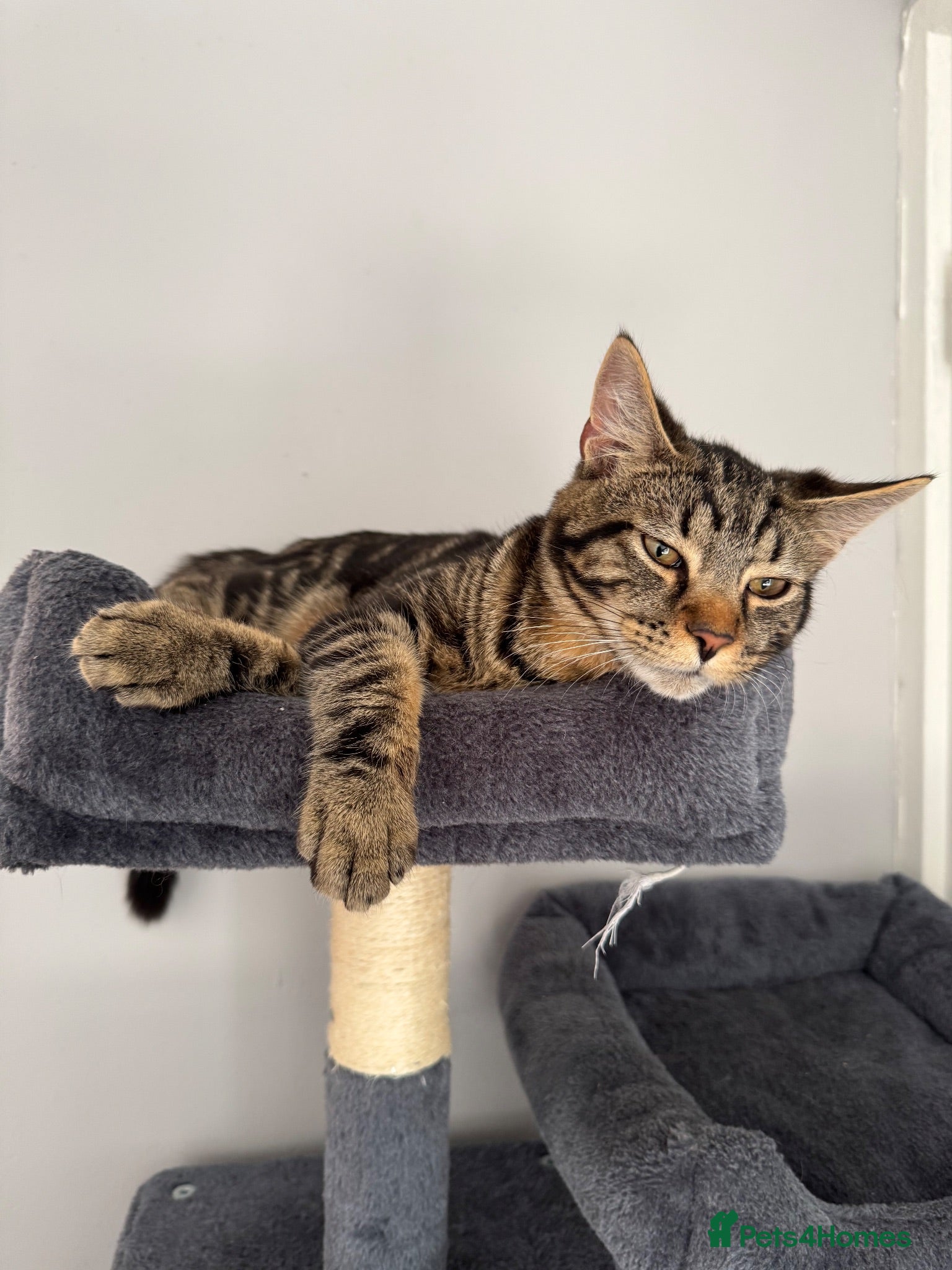 Mixed Breed cats Dexter needs a home asap✨ - Advert 2
