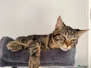 Mixed Breed cats Dexter needs a home asap✨ - Advert 8