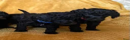 Standard Poodle dogs for sale: Silver & blue KC registered Standard Poodle Boys - Advert 16