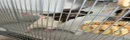 Rat rodents for sale: 3 Female Rats – Must Stay Together + Cage - Advert 6