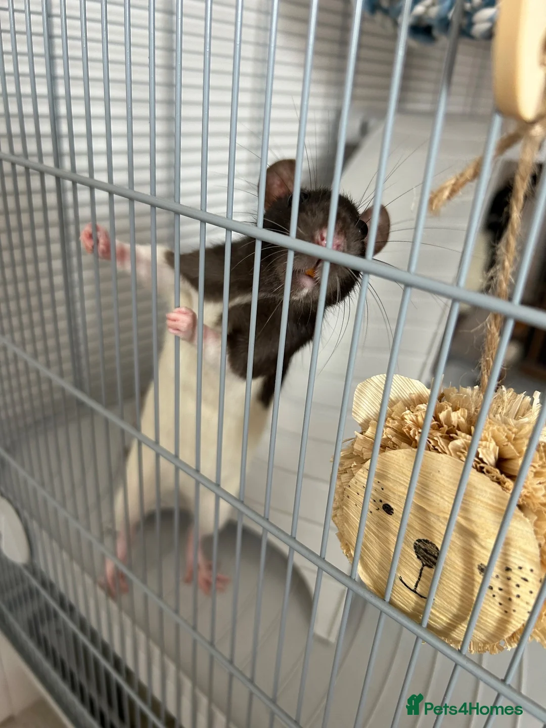 Rat rodents for sale: 3 Female Rats – Must Stay Together + Cage - Advert 6