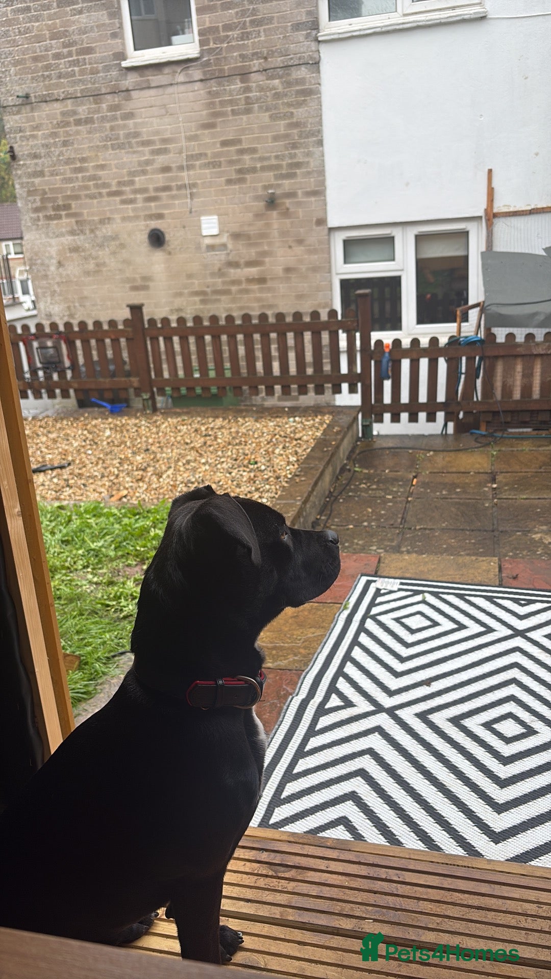 Mixed Breed dogs for sale: Beautiful 6-Month-Old Female Staffador Pebbles - Advert 1