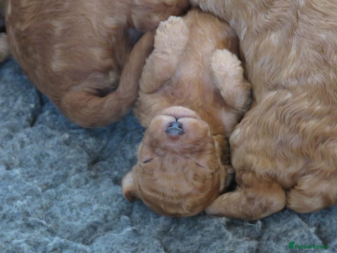 Cockapoo dogs for sale: Beautiful DNA Health tested Cockapoos - Advert 18