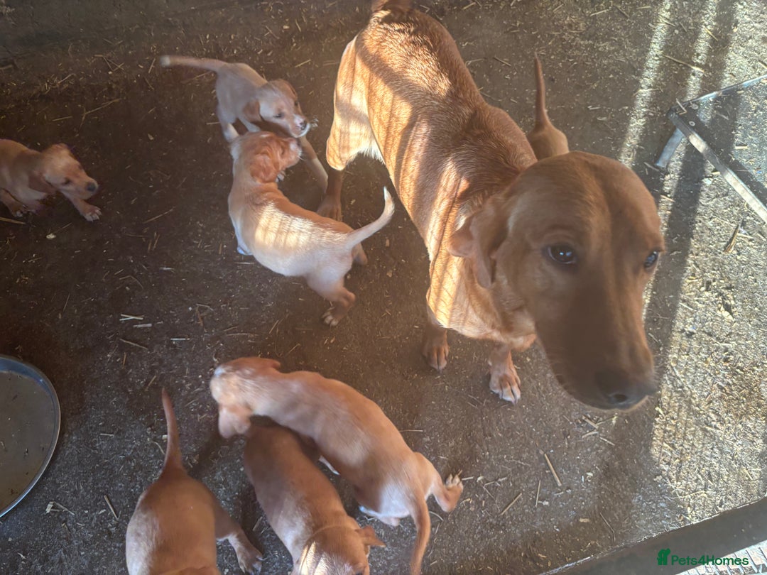 Springador dogs for sale: Red Labrador x puppies  - Image 3