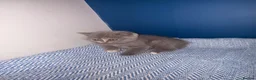 British Shorthair cats for sale: GCCF REGISTERED BRITISH SHORTHAIRS  - Advert 8