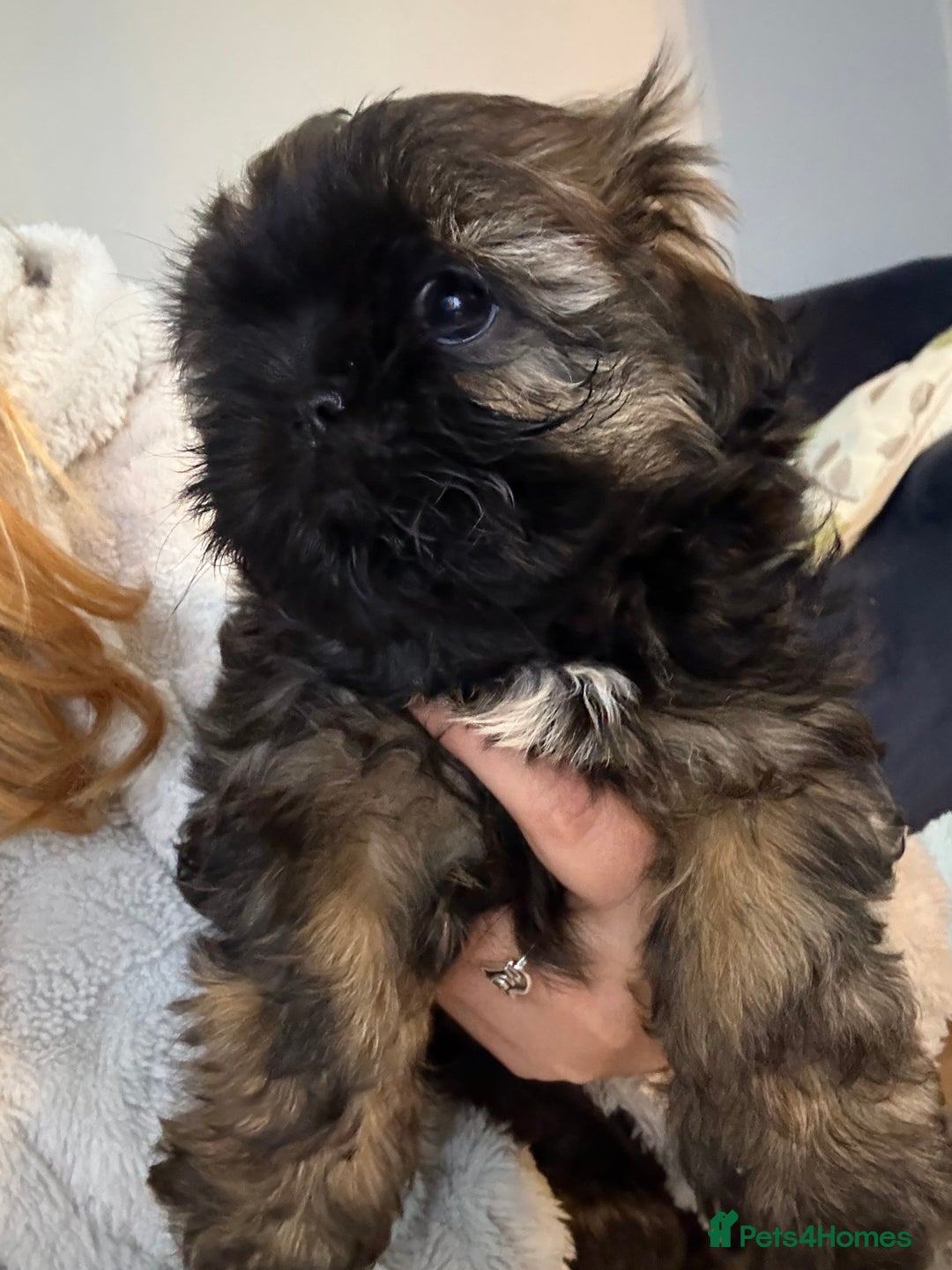 Mixed Breed dogs for sale: Shih Tzu cross - teddy bear puppies - Advert 9