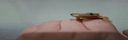 Gecko reptiles for sale: 3 crested geckos for sale  - Advert 7