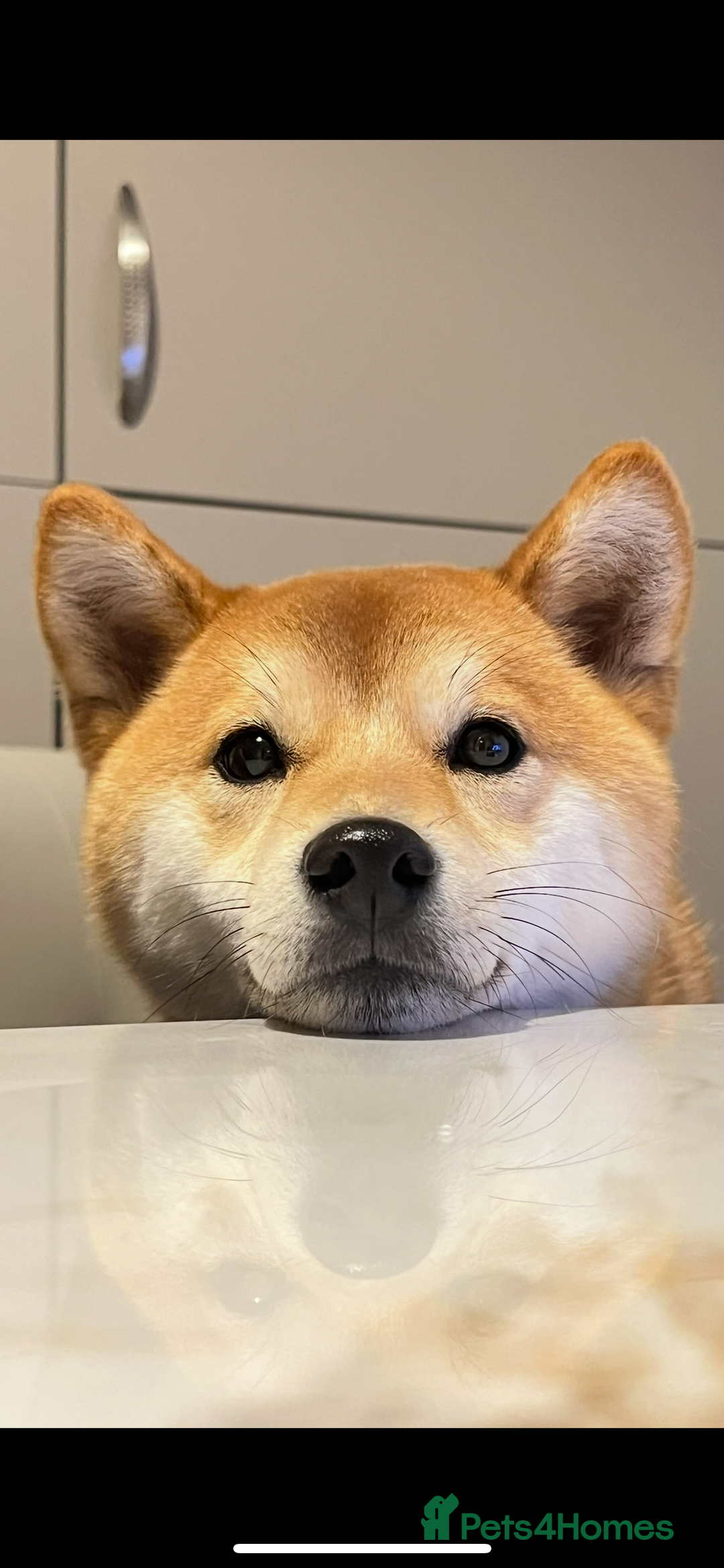 Japanese Shiba Inu dogs for sale: my beautiful 2 year old Shiba Inu  - Advert 1