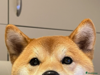 Japanese Shiba Inu dogs my beautiful 2 year old Shiba Inu - Advert 2