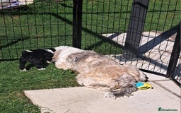 Tibetan Terrier dogs for sale: Tibetan Terrier puppies  - Image 3