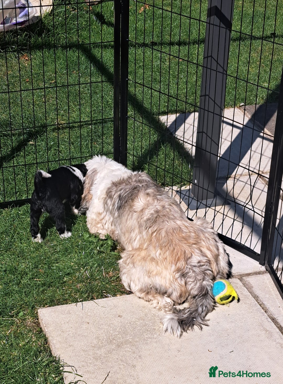 Tibetan Terrier dogs for sale: Tibetan Terrier puppies  - Image 3