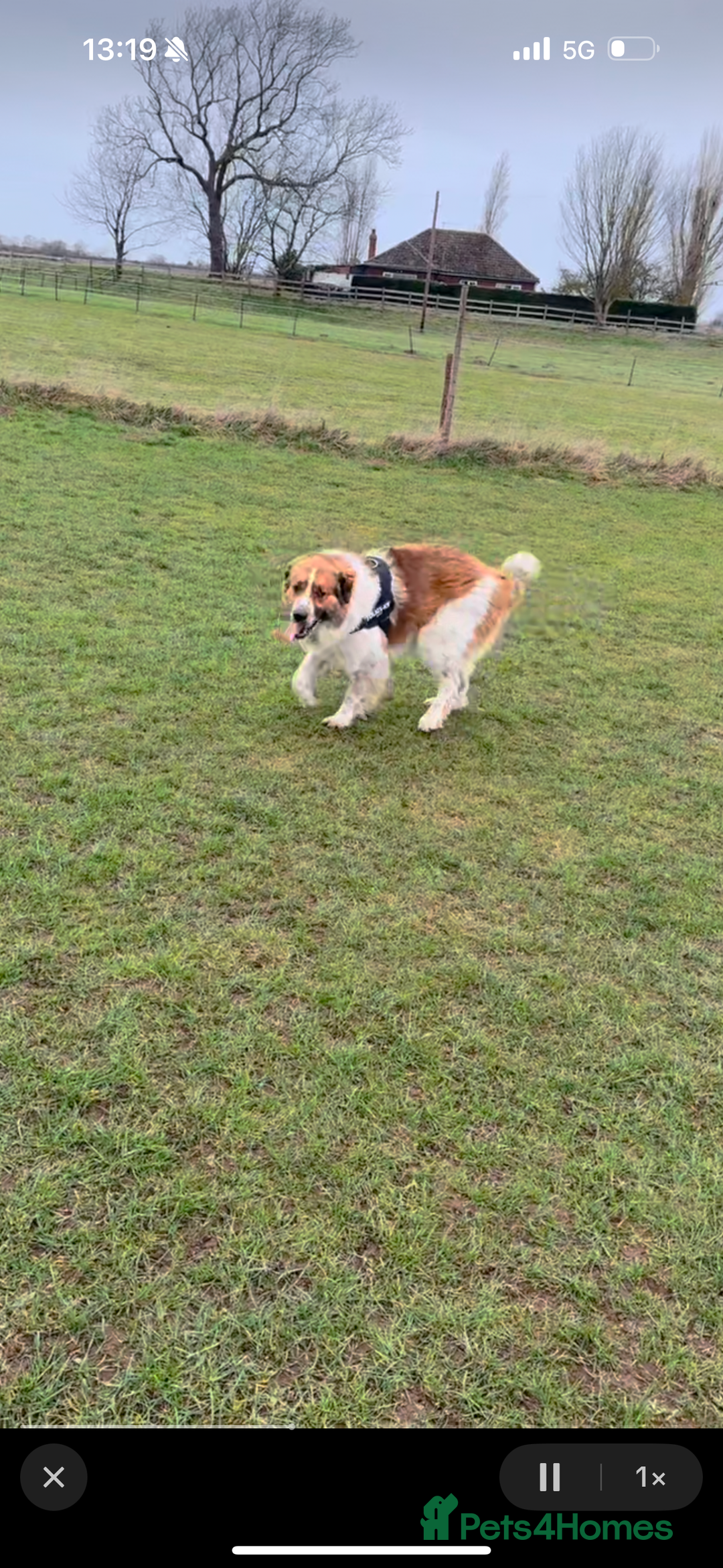 Newfoundland dogs for sale: Newfoundland 2 year old  - Advert 6